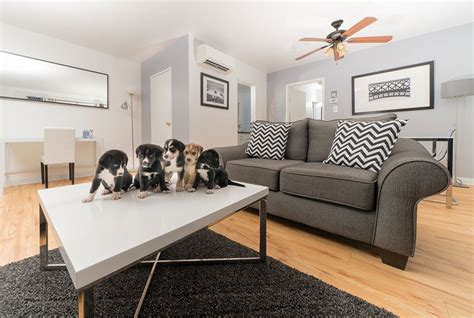 Surrey apartments for rent under 2250. . Dog friendly apartments near me